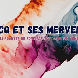 La LCQ et ses merveilles